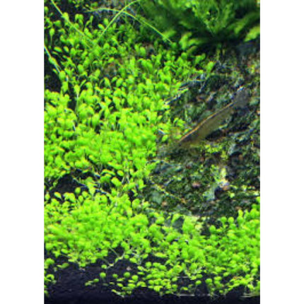 Water Plant Elatine Hydropiper