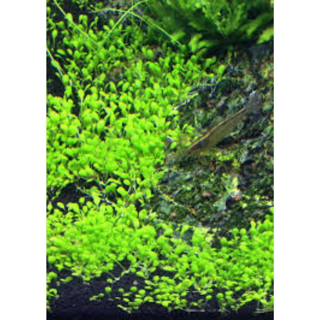 Water Plant Elatine Hydropiper