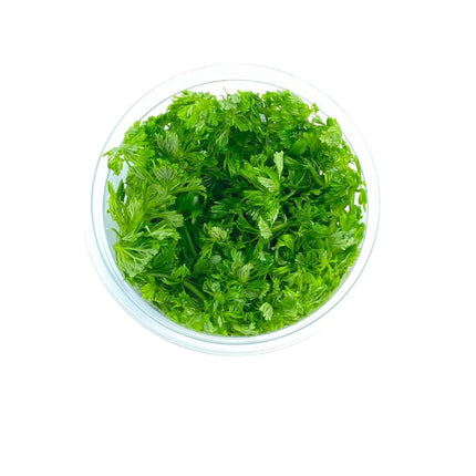 AnimalstoreXL Waterplant Limnophila Australis in-vitro