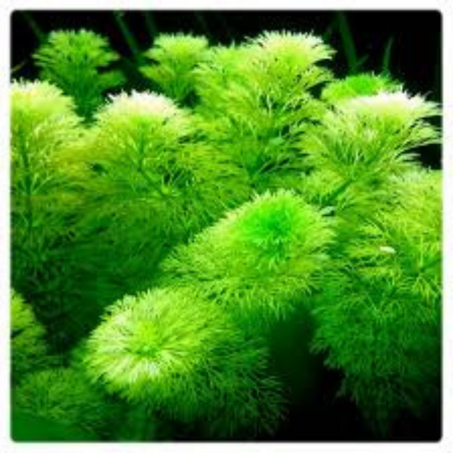 Water Plant Limnophila Australis in-vitro