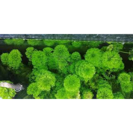 Water Plant Limnophila Australis in-vitro