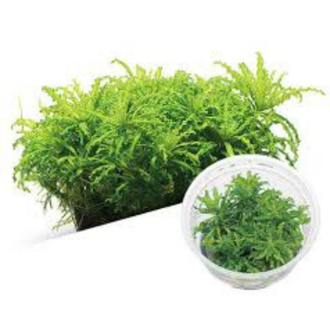 Water Plant Pogostemon Helferi in-vitro