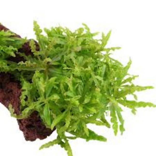 Water Plant Pogostemon Helferi in-vitro