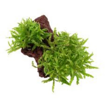 Water Plant Pogostemon Helferi in-vitro