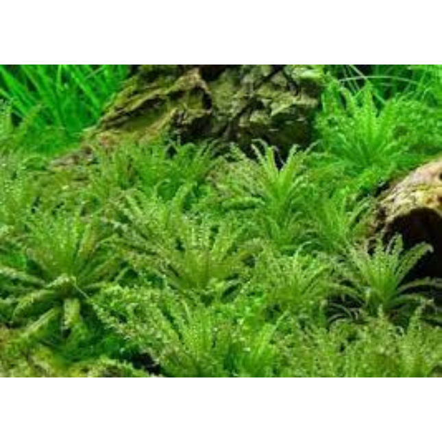 Water Plant Pogostemon Helferi in-vitro