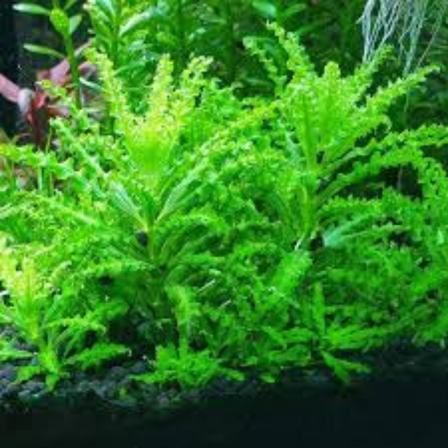 Water Plant Pogostemon Helferi in-vitro