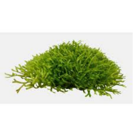 Water Plant Riccia Fluitans in vitro tray