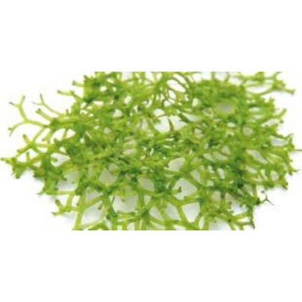 Water Plant Riccia Fluitans in vitro tray