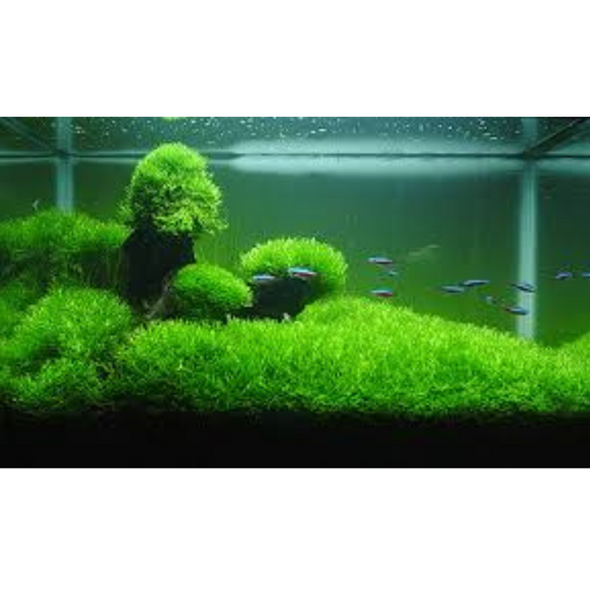 Water Plant Riccia Fluitans in vitro tray