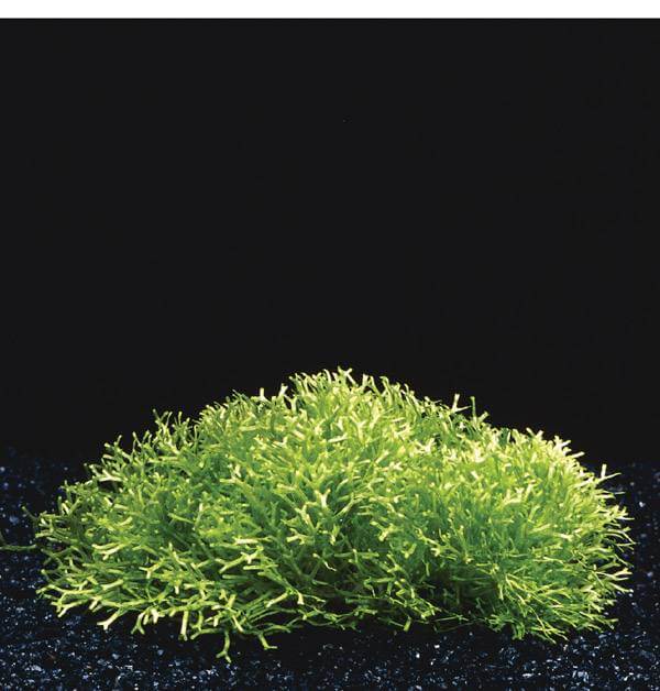 AnimalstoreXL Waterplant Riccia Fluitans in vitro bakje