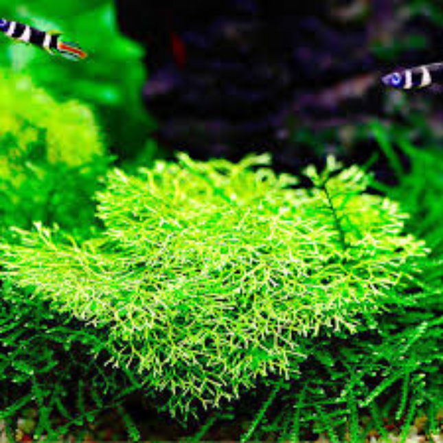 Water Plant Riccia Fluitans in vitro tray