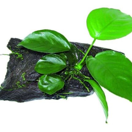 AnimalstoreXL Waterplant Wood Anubias SS