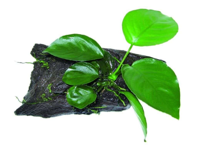 AnimalstoreXL Waterplant Wood Anubias SS
