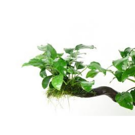 Water Plant Wood Anubias SS