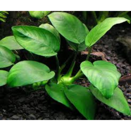 Water Plant Wood Anubias SS