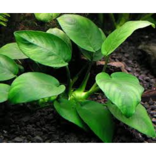 Water Plant Wood Anubias SS