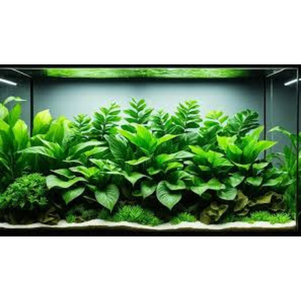 Water Plant Wood Anubias SS