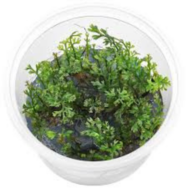 Water plant Bolbitis Heteroclita Difformis