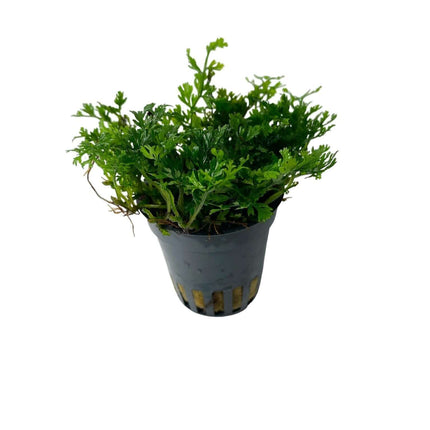 AnimalstoreXL Waterplant Bolbitis Heteroclita Difformis