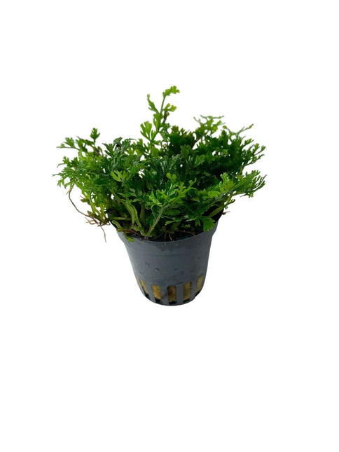 AnimalstoreXL Waterplant Bolbitis Heteroclita Difformis