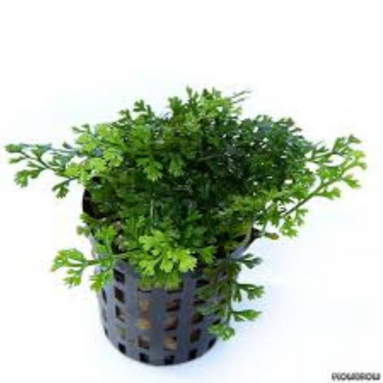 Water plant Bolbitis Heteroclita Difformis