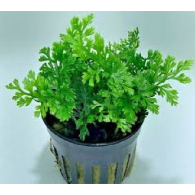 Water plant Bolbitis Heteroclita Difformis