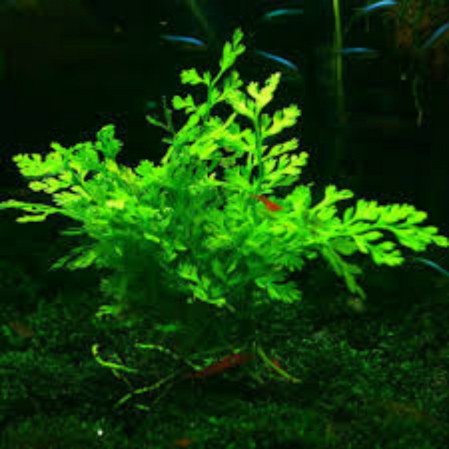 Water plant Bolbitis Heteroclita Difformis