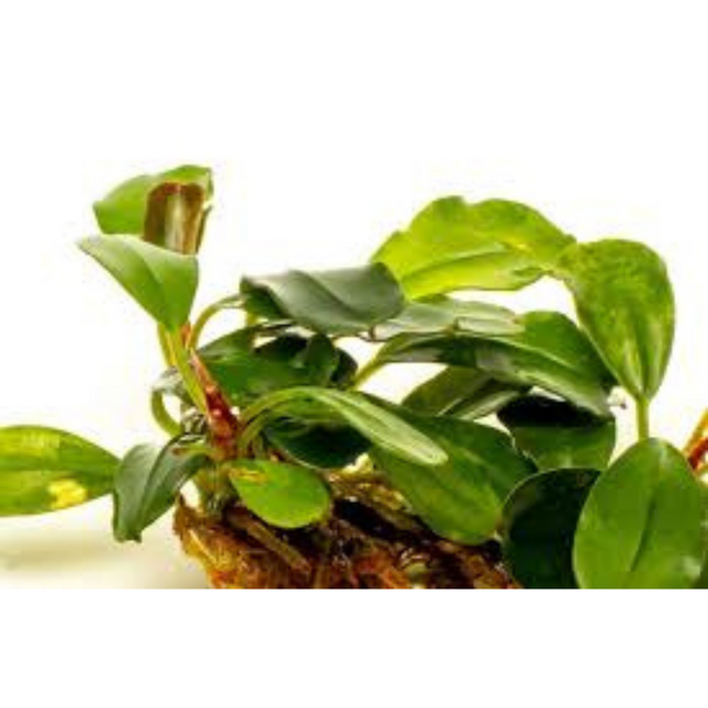 Water plant Bucephalandra Brownie Purple in container