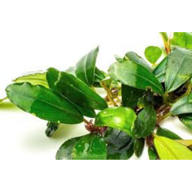 Water plant Bucephalandra Brownie Purple in container