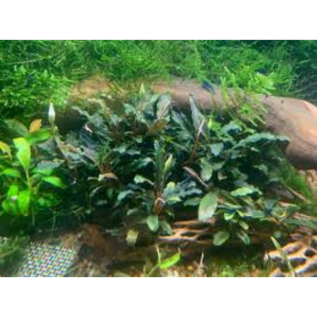 Water plant Bucephalandra Brownie Purple in container