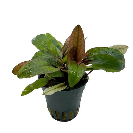 AnimalstoreXL Waterplant Cryptocoryne Wendtii Fancy Pink 5 cm in pot