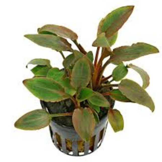 Water plant Cryptocoryne Wendtii Fancy Pink 5 cm in pot