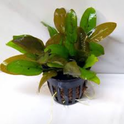 Water plant Cryptocoryne Wendtii Fancy Pink 5 cm in pot