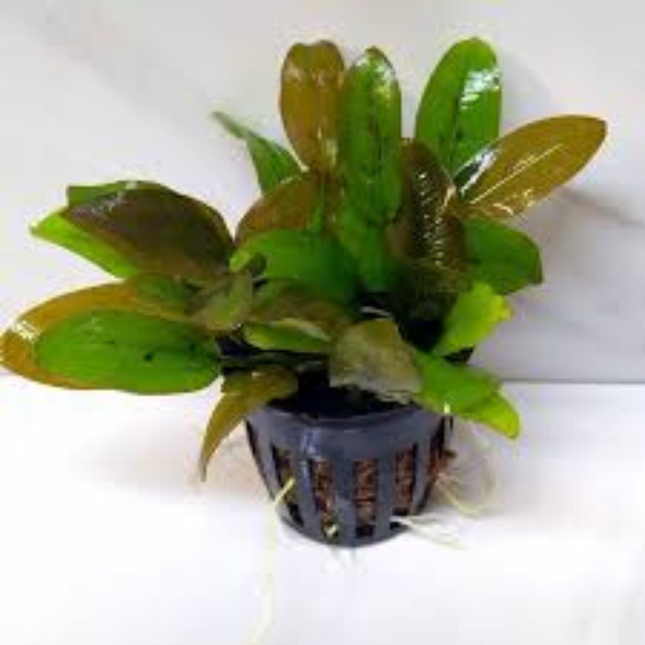 Water plant Cryptocoryne Wendtii Fancy Pink 5 cm in pot