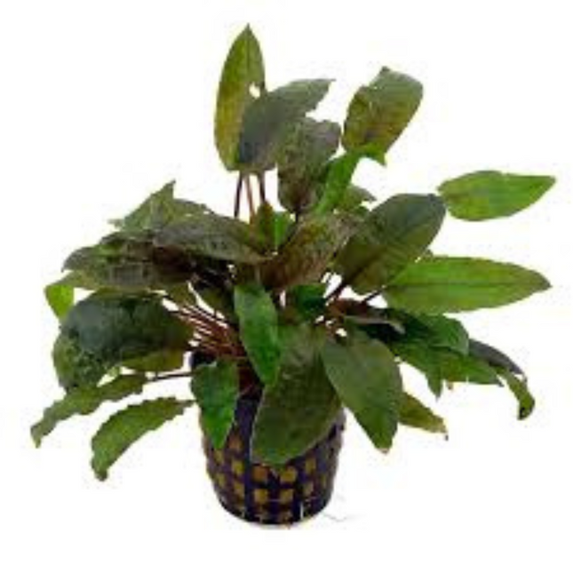 Water plant Cryptocoryne Wendtii Fancy Pink 5 cm in pot