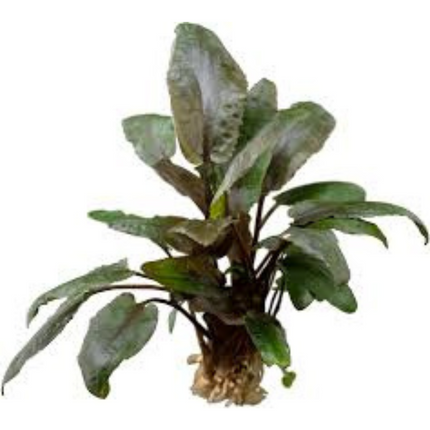 Water plant Cryptocoryne Wendtii Fancy Pink 5 cm in pot