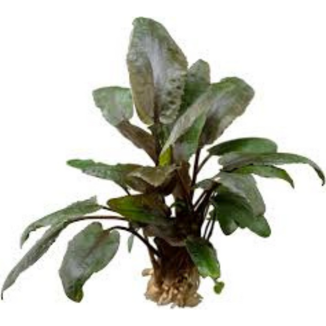 Water plant Cryptocoryne Wendtii Fancy Pink 5 cm in pot