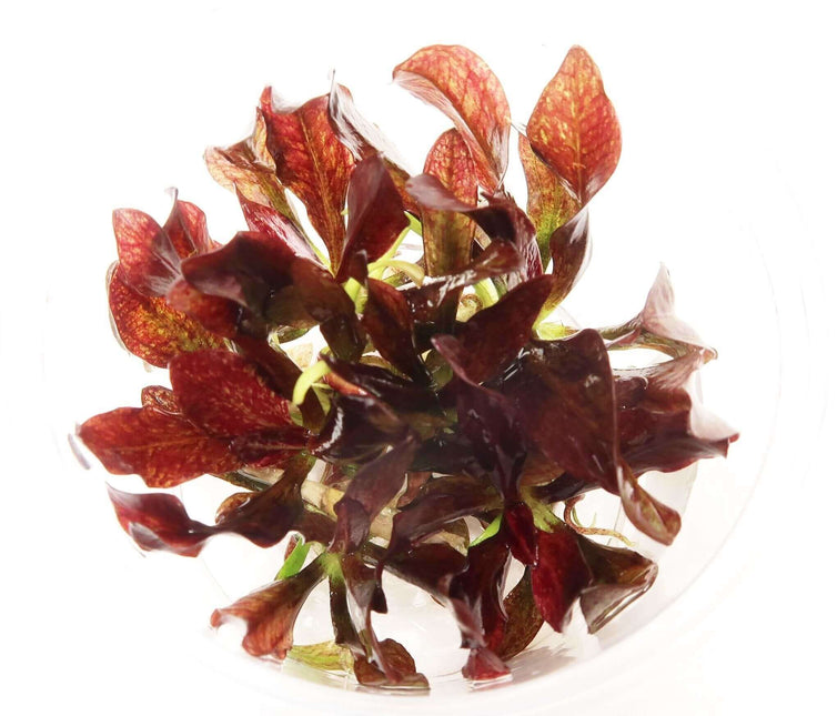 AnimalstoreXL Waterplant Echinodorus Little Mystery in bakje