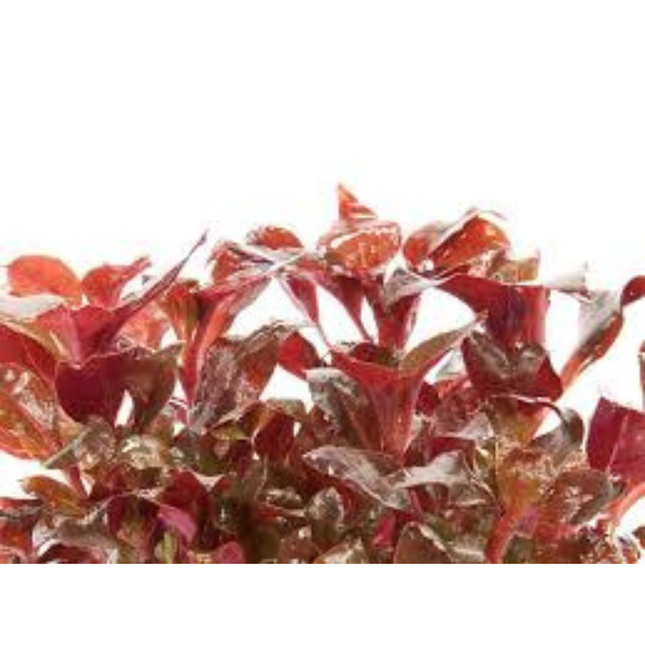 Water plant Echinodorus Little Mystery in container