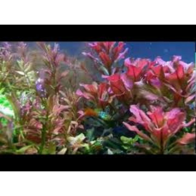 Water plant Echinodorus Little Mystery in container