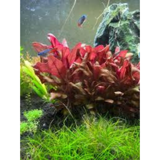 Water plant Echinodorus Little Mystery in container