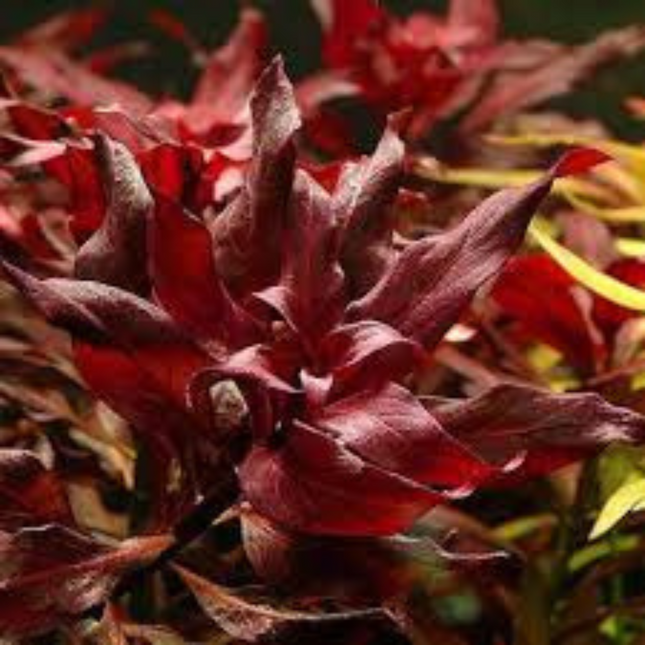 Water plant Echinodorus Little Mystery in container
