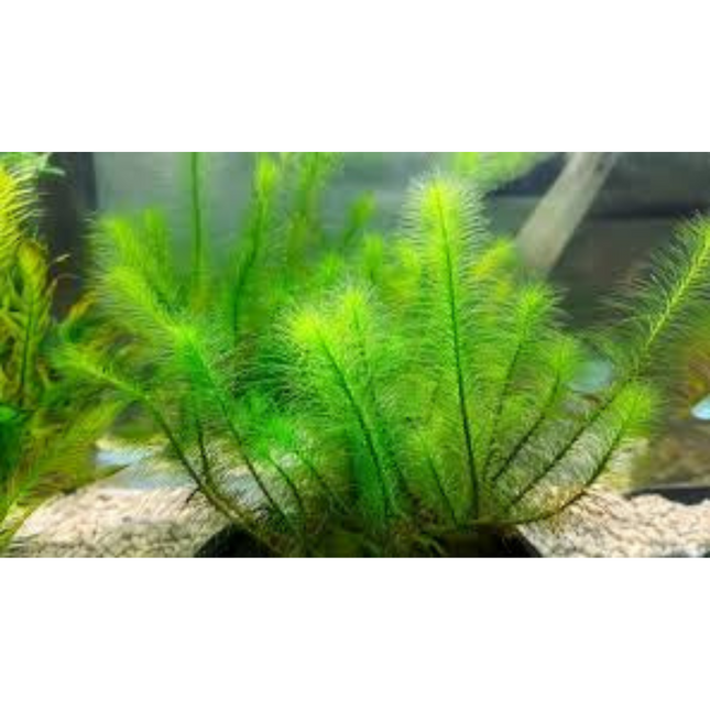 Water plant Myriophyllum sp. Guyana