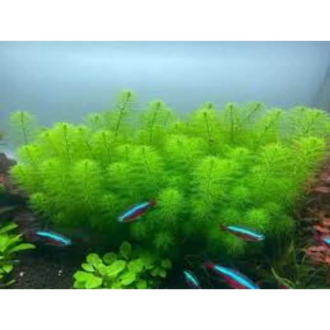 Water plant Myriophyllum sp. Guyana