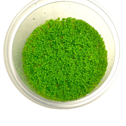 AnimalstoreXL Hemianthus Callitrichoides Cuba in-vitro