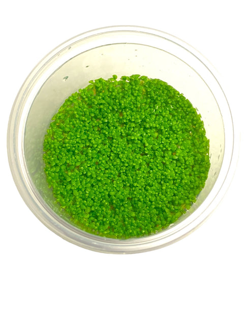 AnimalstoreXL Hemianthus Callitrichoides Cuba in-vitro