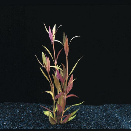 AnimalstoreXL Waterplant Alternanthera Reineckii Mini
