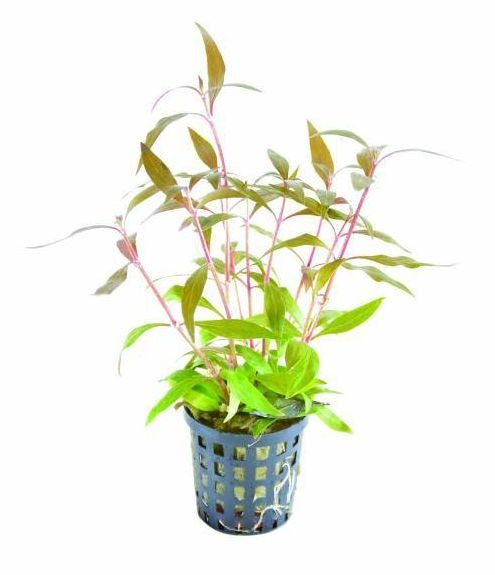 AnimalstoreXL Waterplant Alternanthera Reineckii Mini