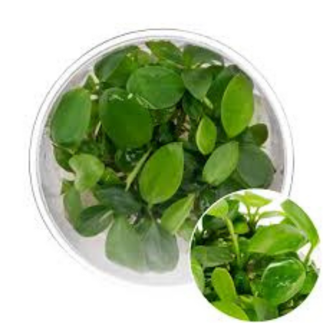 Waterplant Anubias Barteri Var. Nana Petite in-vitro