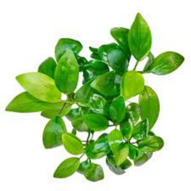 Waterplant Anubias Barteri Var. Nana Petite in-vitro